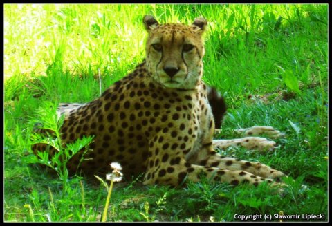 Gepard z Oliwy
