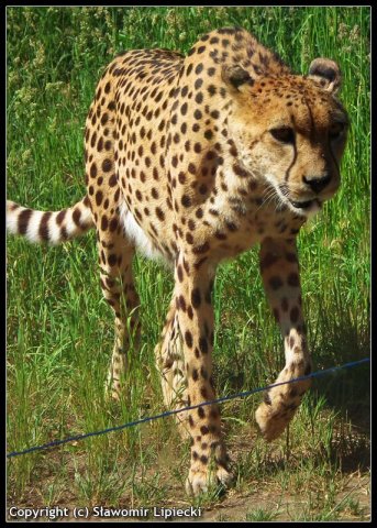 Gepard z Oliwy